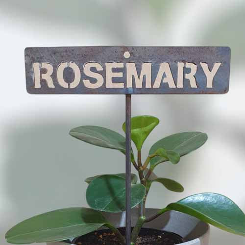 700570 - Garden Bed Sign - Rusty - Vegetable & Herb Signs - Rosemary