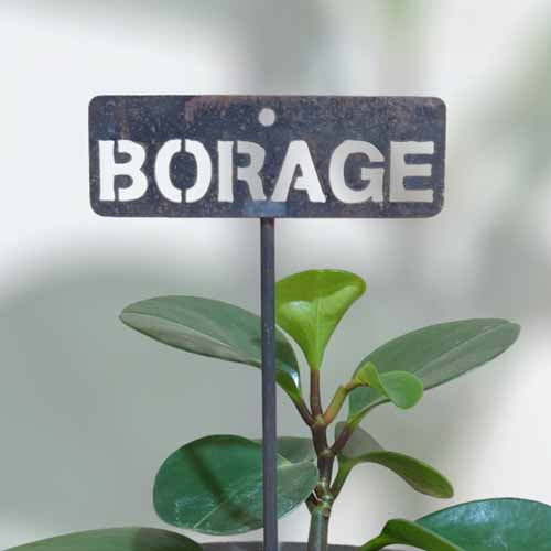 700571 - Garden Bed Sign - Rusty - Borage