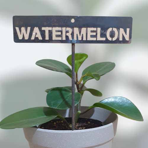 700572 - Garden Bed Sign - Rusty - Watermelon