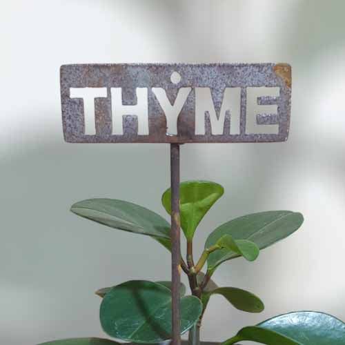 700573 - Garden Bed Sign - Rusty - Thyme