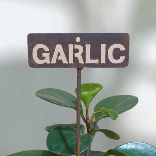 700578 - Garden Bed Sign - Rusty - Garlic