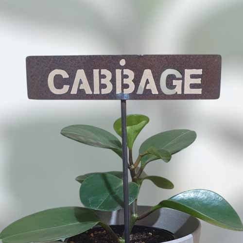 700579 - Garden Bed Sign - Rusty - Cabbage