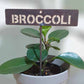 700583 - Garden Bed Sign - Rusty - Broccoli