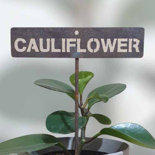 700584 - Garden Bed Sign - Rusty - Cauliflower