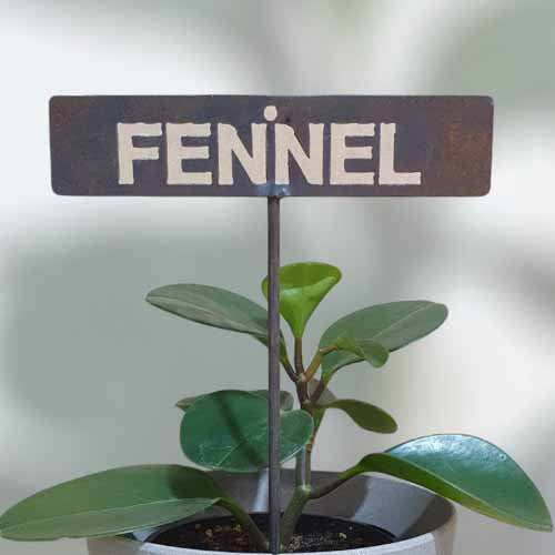 700585 - Garden Bed Sign - Rusty - Fennel