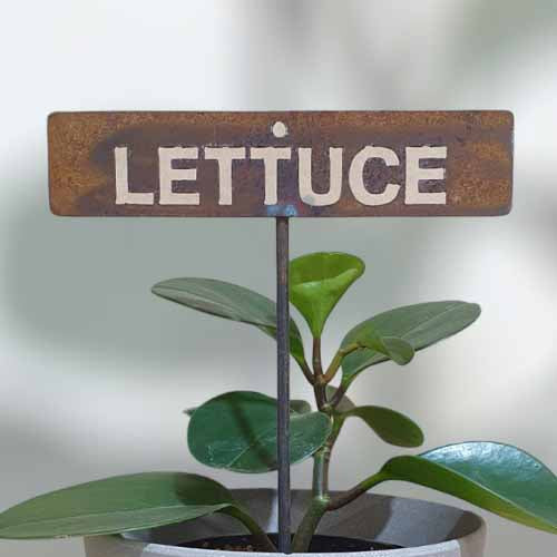 700587 - Garden Bed Sign - Rusty - Lettuce