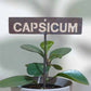 700589 - Garden Bed Sign - Rusty - Capsicum