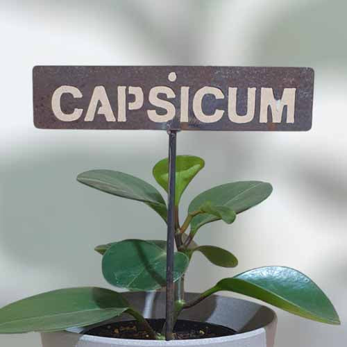 700589 - Garden Bed Sign - Rusty - Capsicum