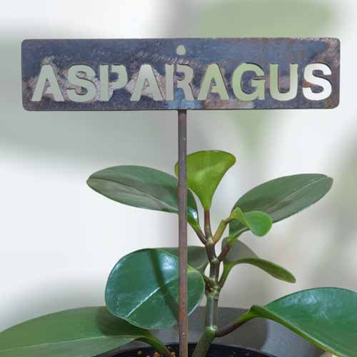 700590 - Garden Bed Sign - Rusty - Asparagus