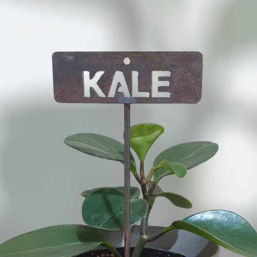 700591 - Garden Bed Sign - Rusty - Kale