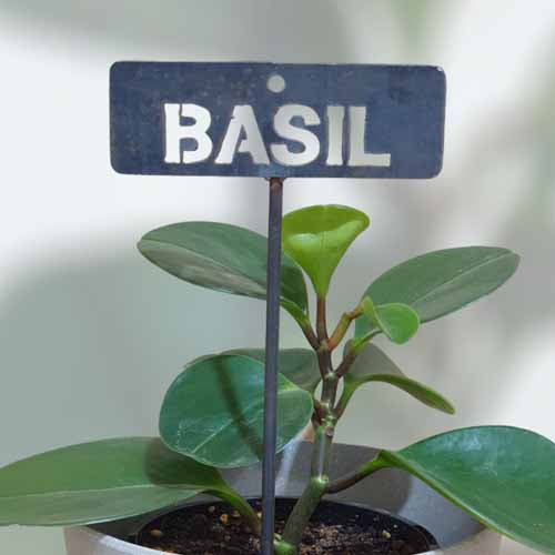 700593 - Garden Bed Sign - Rusty - Basil