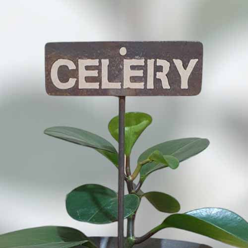 700597 - Garden Bed Sign - Rusty - Celery