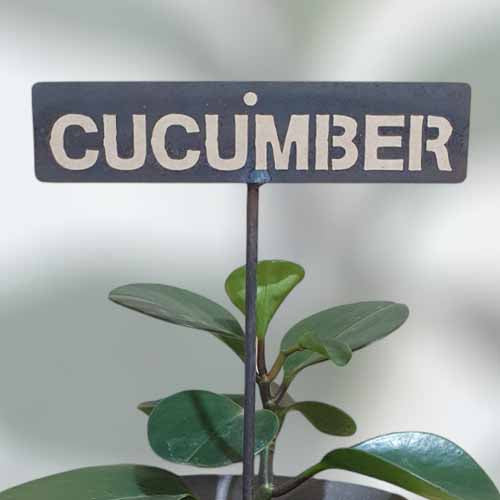 700598 - Garden Bed Sign - Rusty - Cucumber