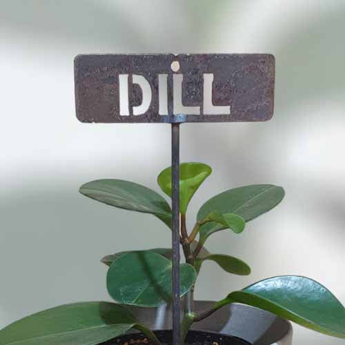 700599 - Garden Bed Sign - Rusty - Dill