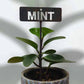 700606 - Garden Bed Sign - Rusty - Mint