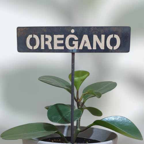 700607 - Garden Bed Sign - Rusty - Oregano