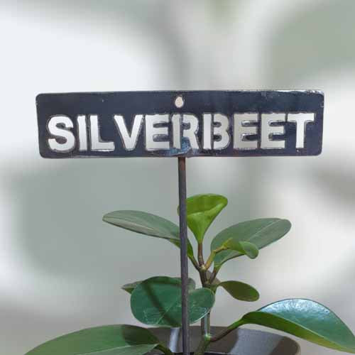 700612 - Garden Bed Sign - Rusty - Vegetable & Herb Signs - Silverbeet