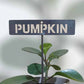 700615 - Garden Bed Sign - Rusty - Vegetable & Herb Signs - Pumpkin