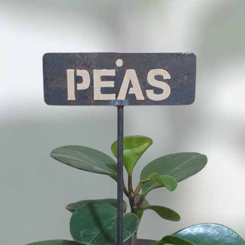 700617 - Garden Bed Sign - Rusty - Vegetable & Herb Signs - Peas