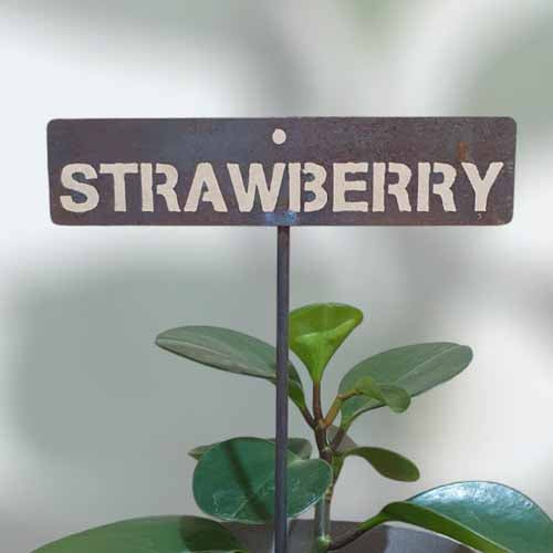 700621 - Garden Bed Sign - Rusty - Vegetable & Herb Signs - Strawberry