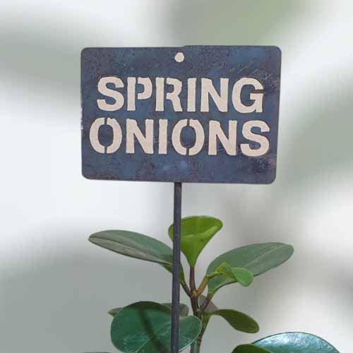 700622 - Garden Bed Sign - Rusty - Vegetable & Herb Signs - Spring Onions