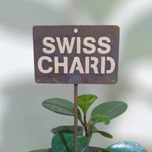 700623 - Garden Bed Sign - Rusty - Vegetable & Herb Signs - Swiss Chard