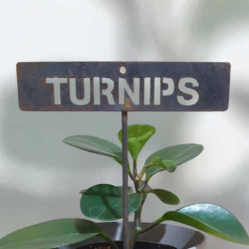 700624 - Garden Bed Sign - Rusty - Vegetable & Herb Signs - Turnips