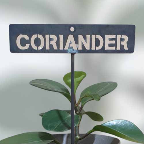 700641 - Garden Bed Sign - Rusty - Vegetable & Herb Signs - Coriander