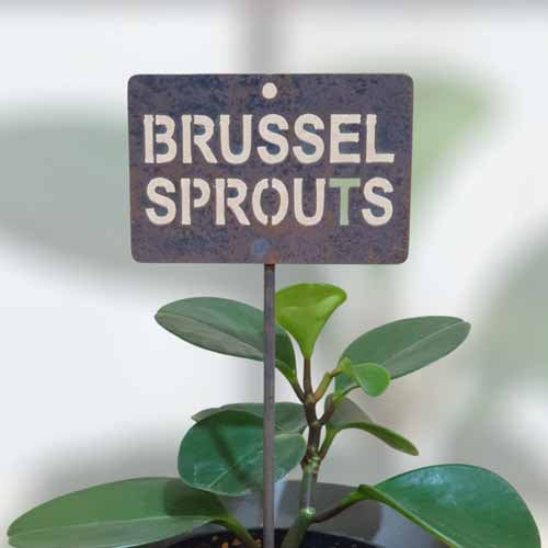 700645 - Garden Bed Sign - Rusty - Vegetable & Herb Signs - Brussel Sprouts