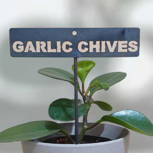 700692 - Garden Bed Sign - Rusty - Vegetable & Herb Signs - Garlic Chives